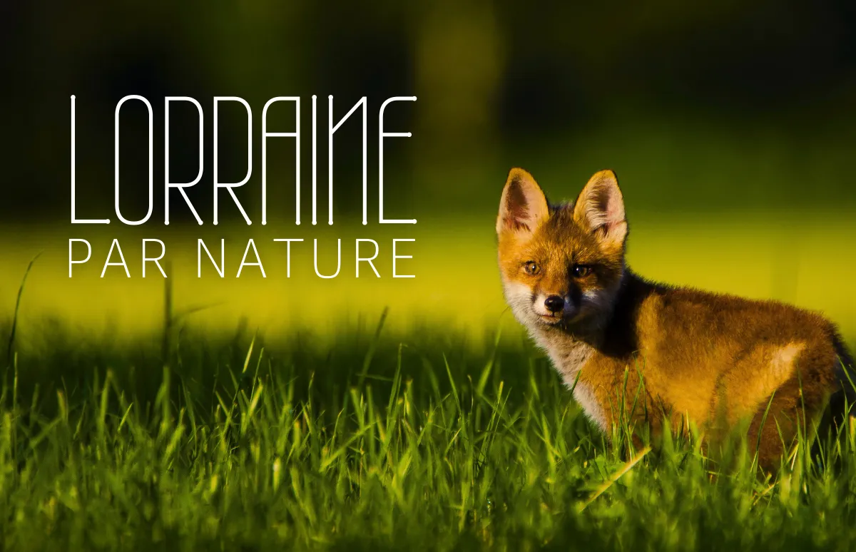 Goudron de Norvège et sangliers - La nature en Lorraine au fil des  saisons